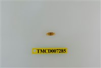 藏品(粗掌開口蟹)的圖片